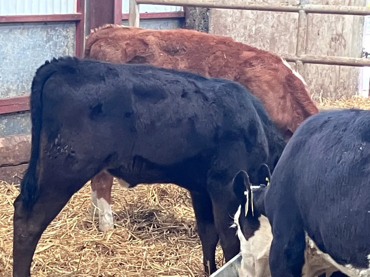 6 grass heifer calves for sale - Image 2