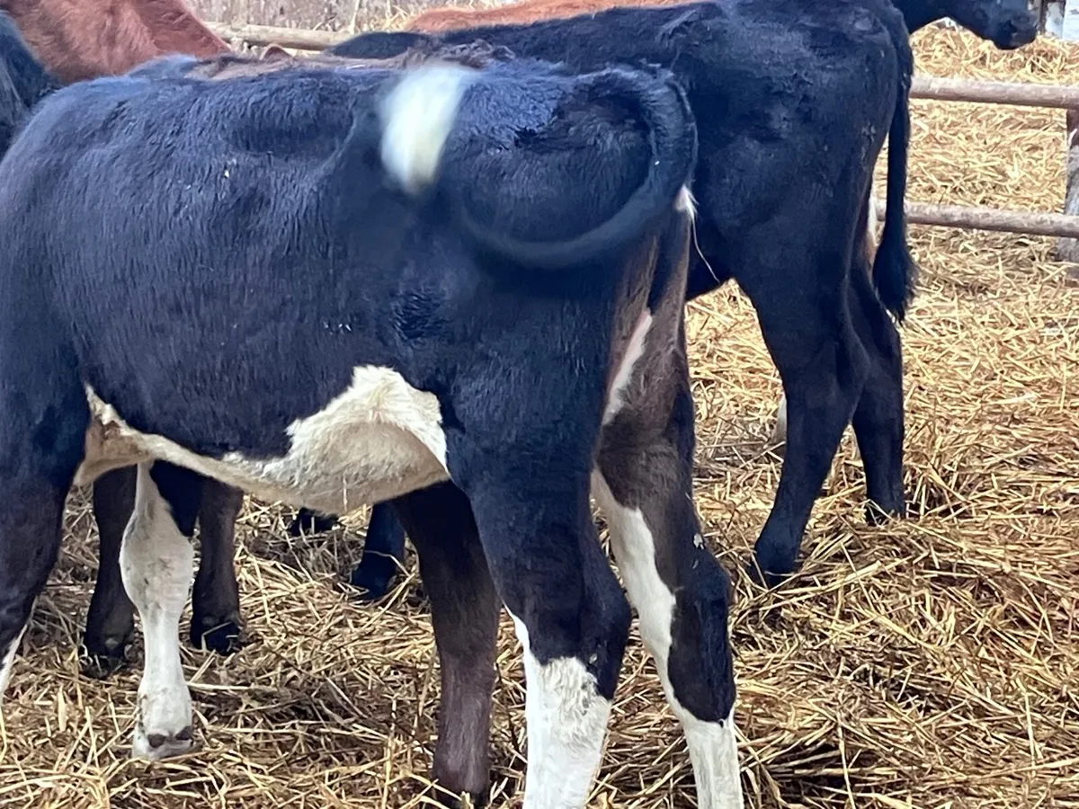 6 grass heifer calves for sale - Image 3