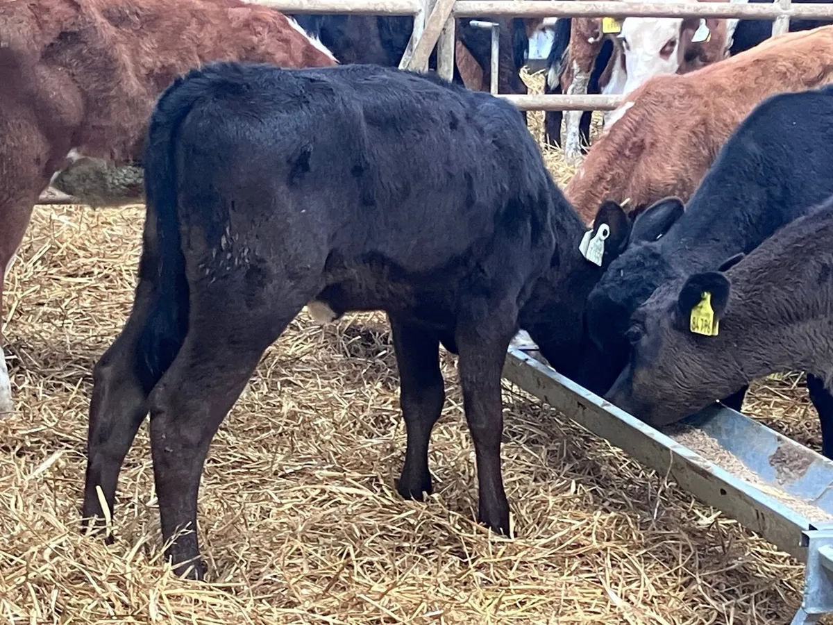 6 grass heifer calves for sale - Image 4