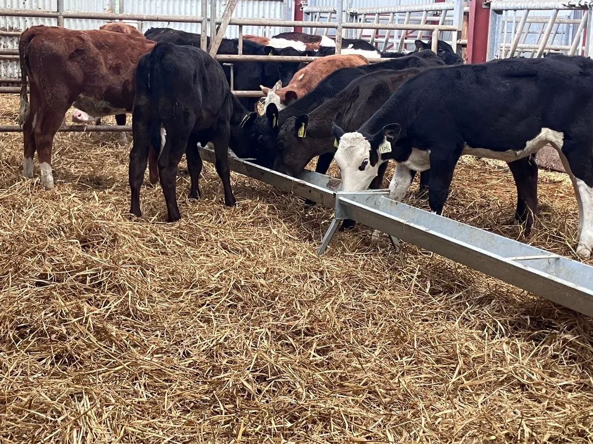 6 grass heifer calves for sale - Image 1