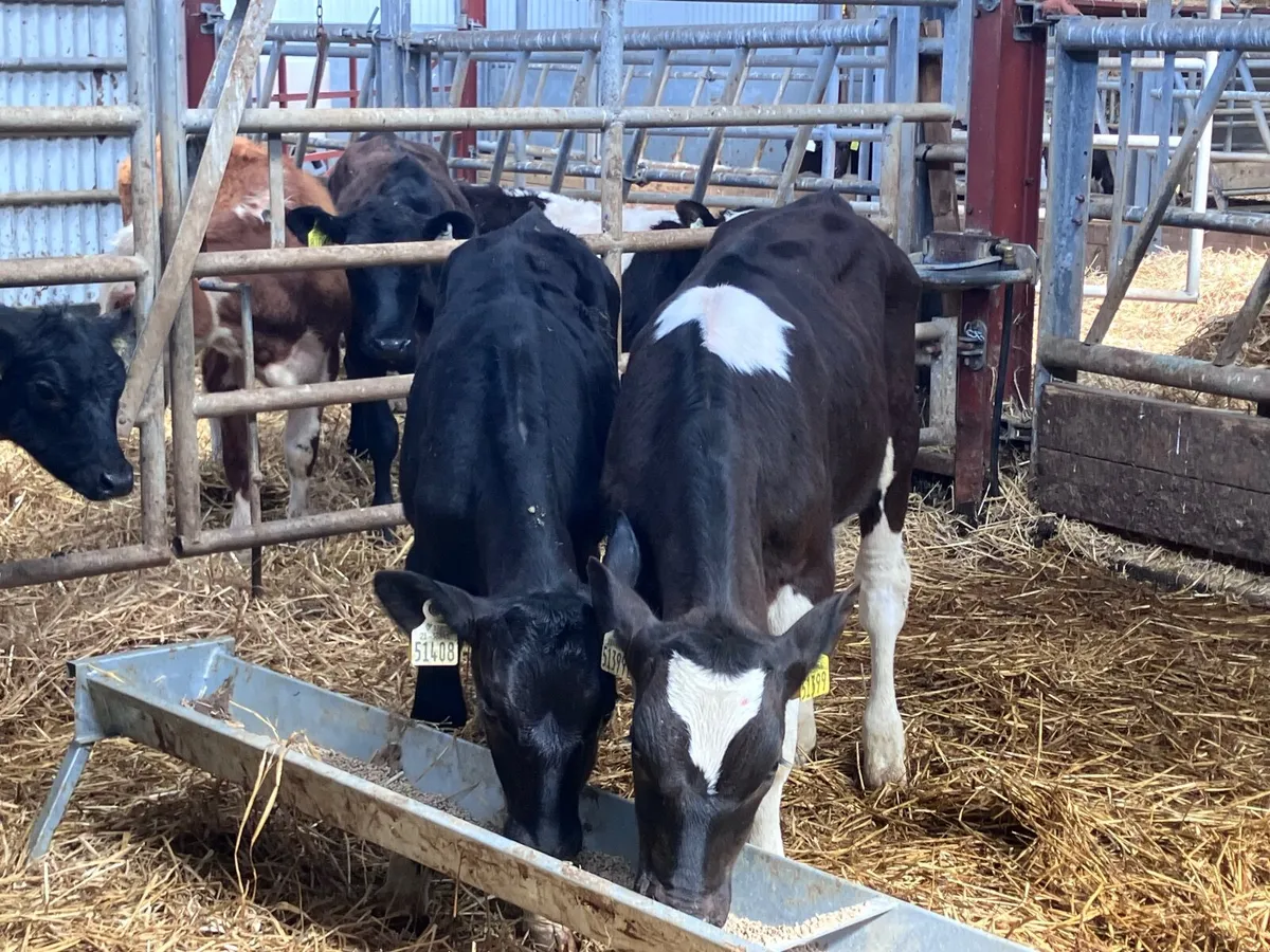 2 feb born Freisan bulls for sale - Image 2