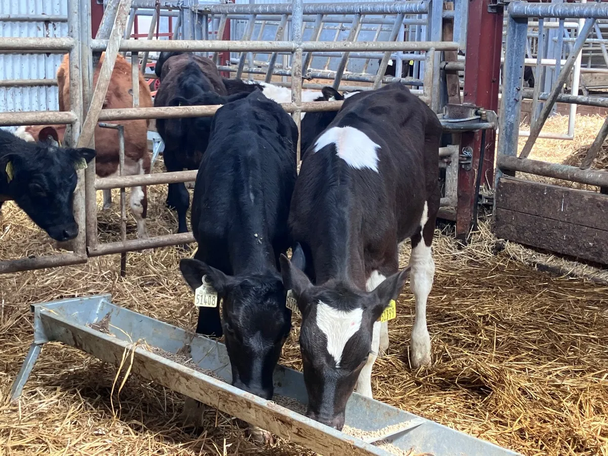 2 feb born Freisan bulls for sale - Image 3