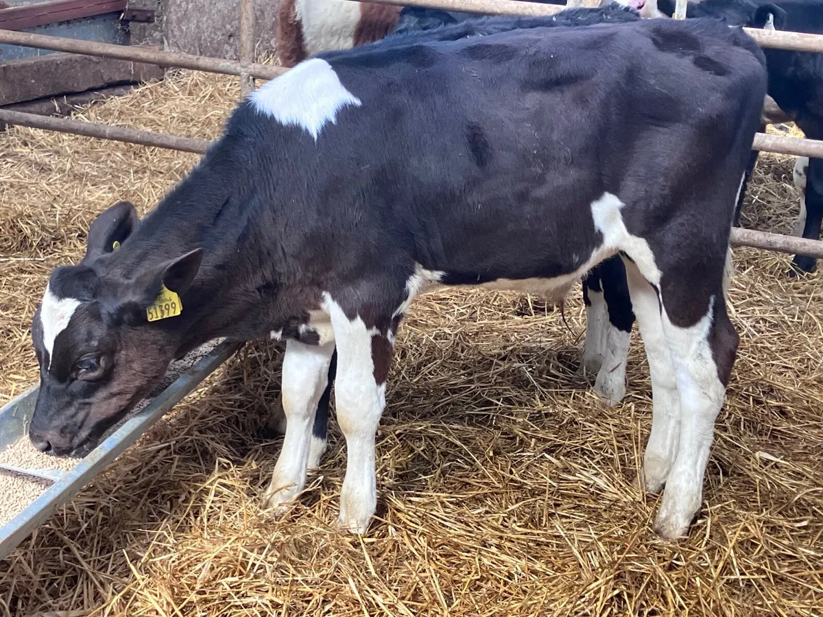 2 feb born Freisan bulls for sale - Image 4