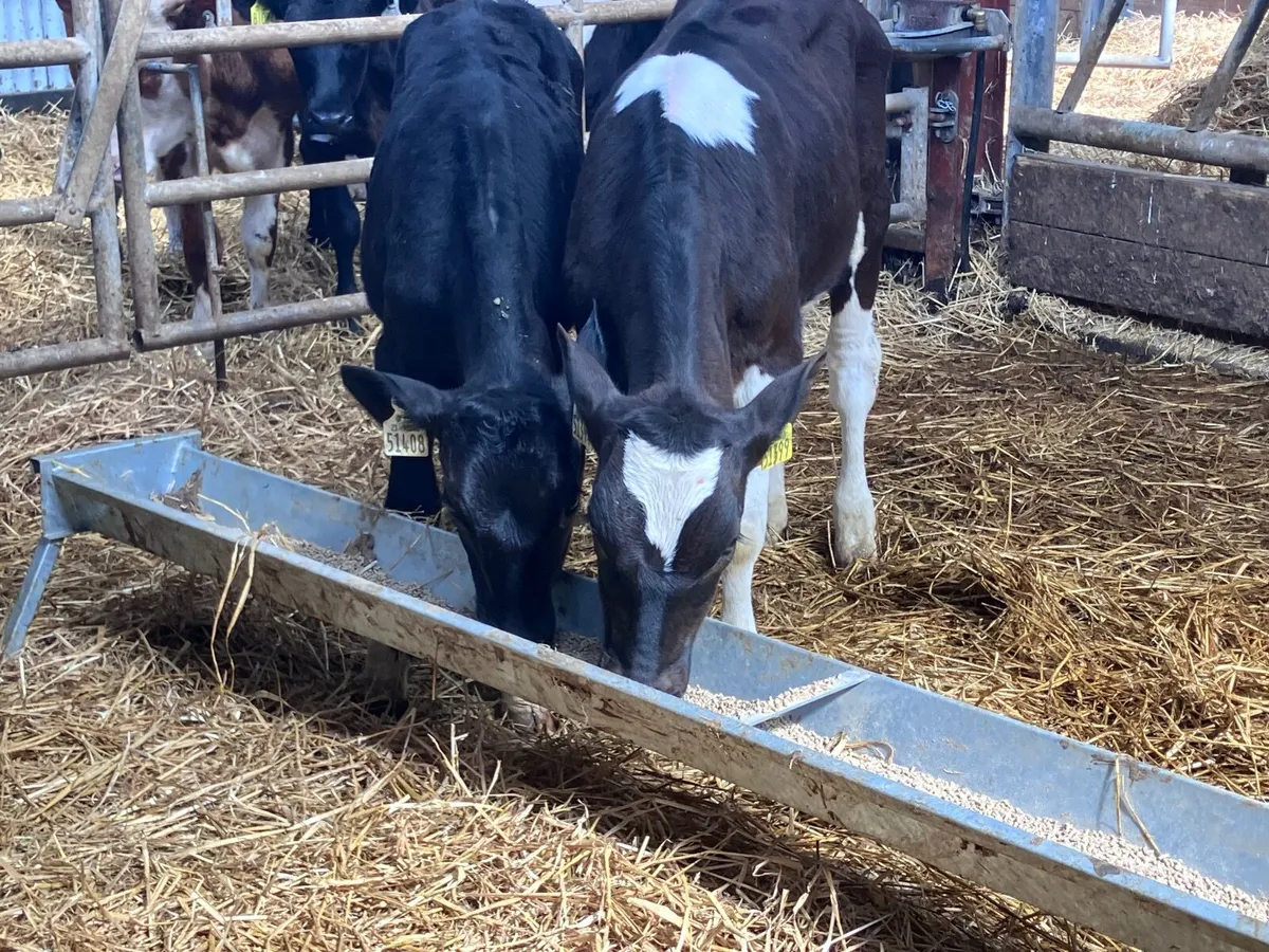 2 feb born Freisan bulls for sale - Image 1