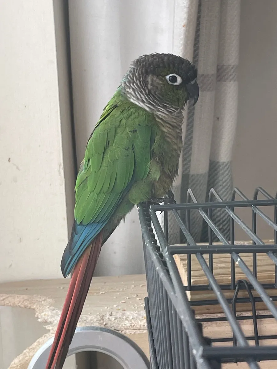Bird - Image 1