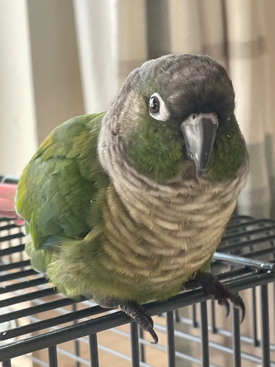 Bird - Image 2