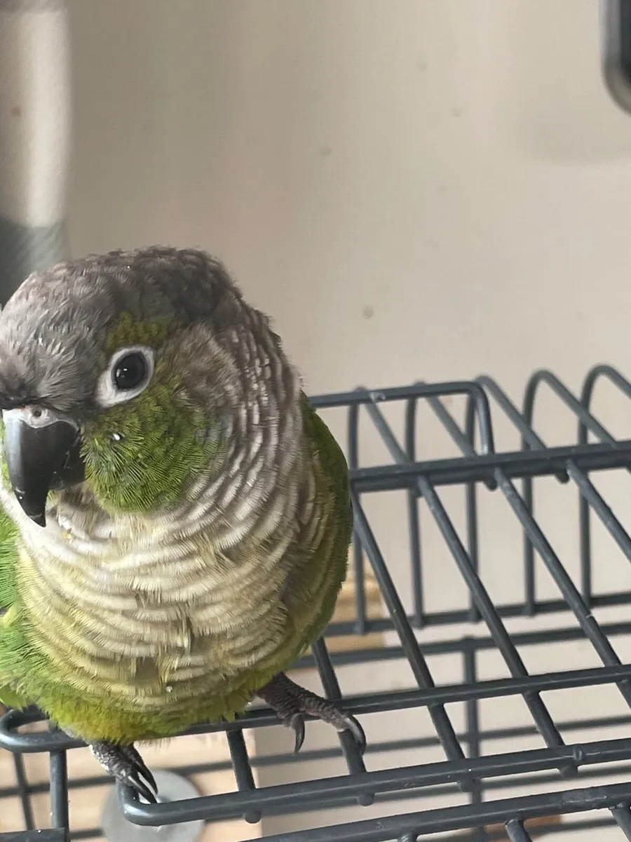 Bird - Image 3