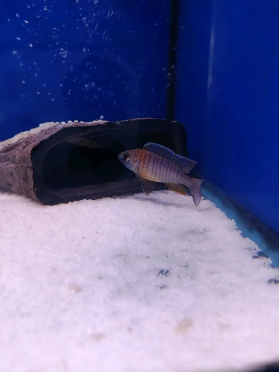 Malawi Cichlids - Image 2