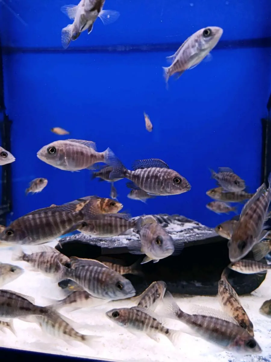 Malawi Cichlids - Image 3