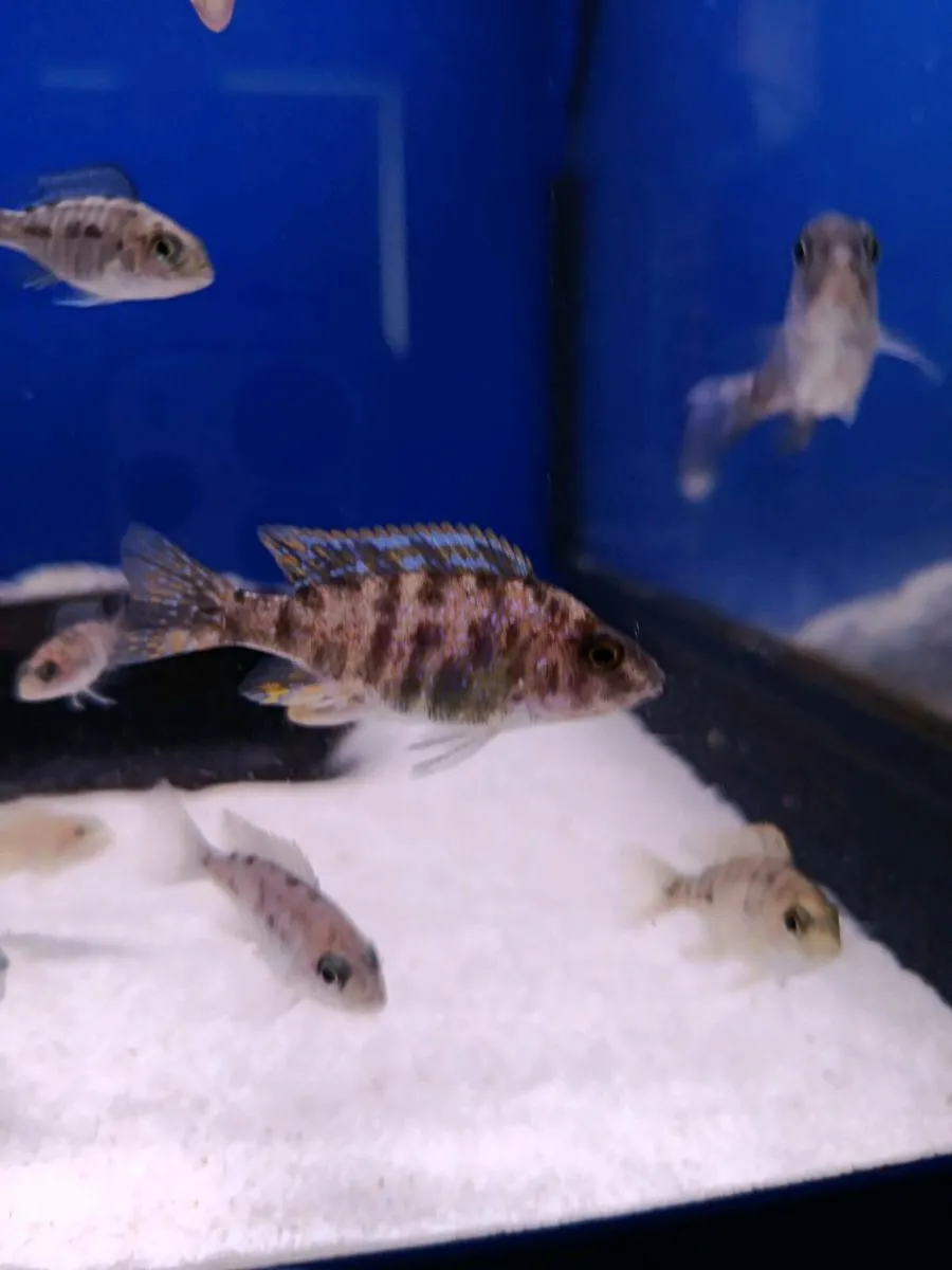 Malawi Cichlids - Image 4