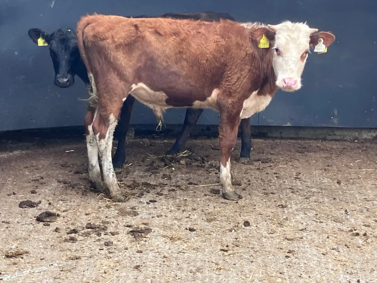 2 bucket feed Weanlings for sale @€645 - Image 2