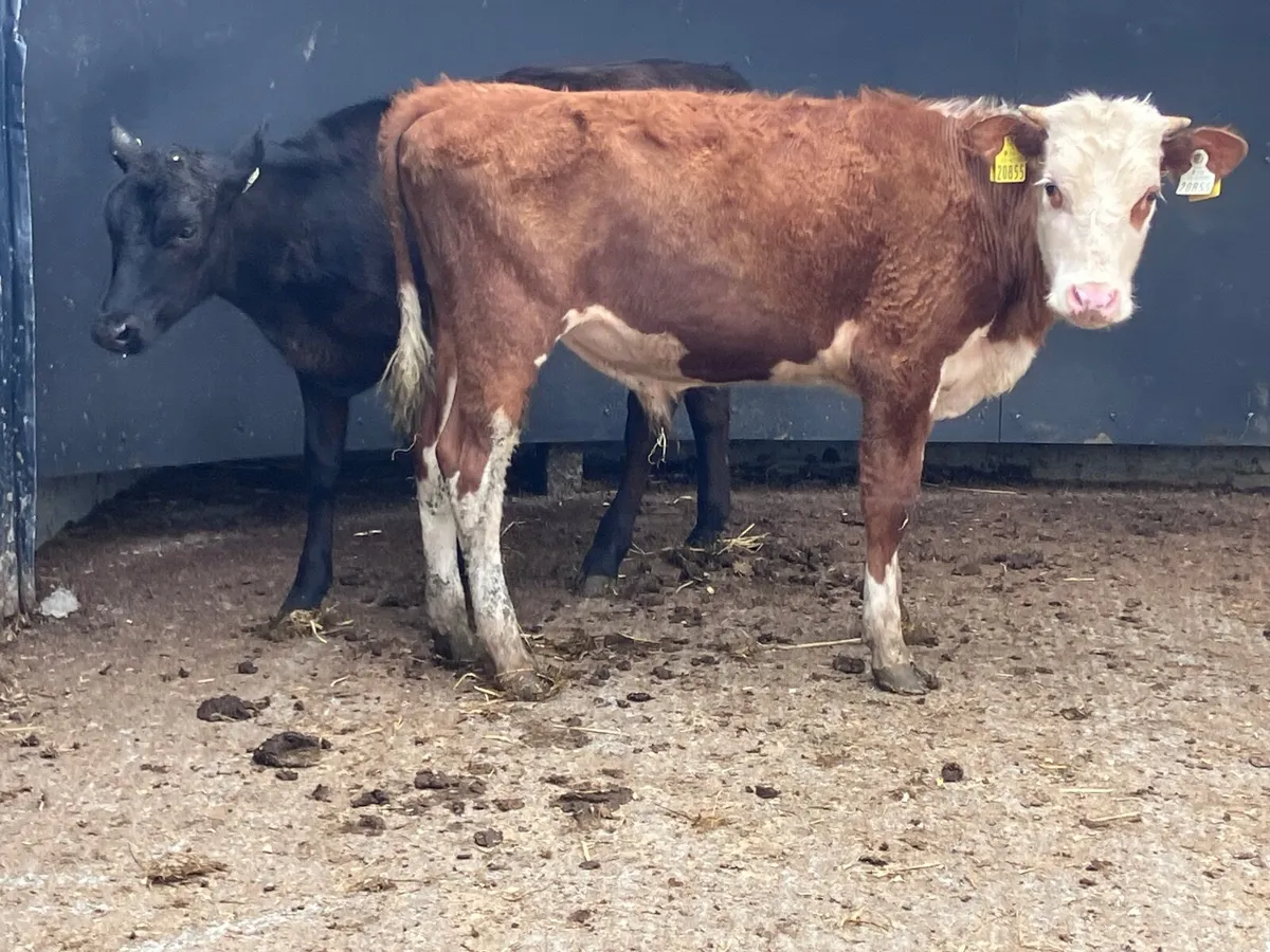 2 bucket feed Weanlings for sale @€645 - Image 3