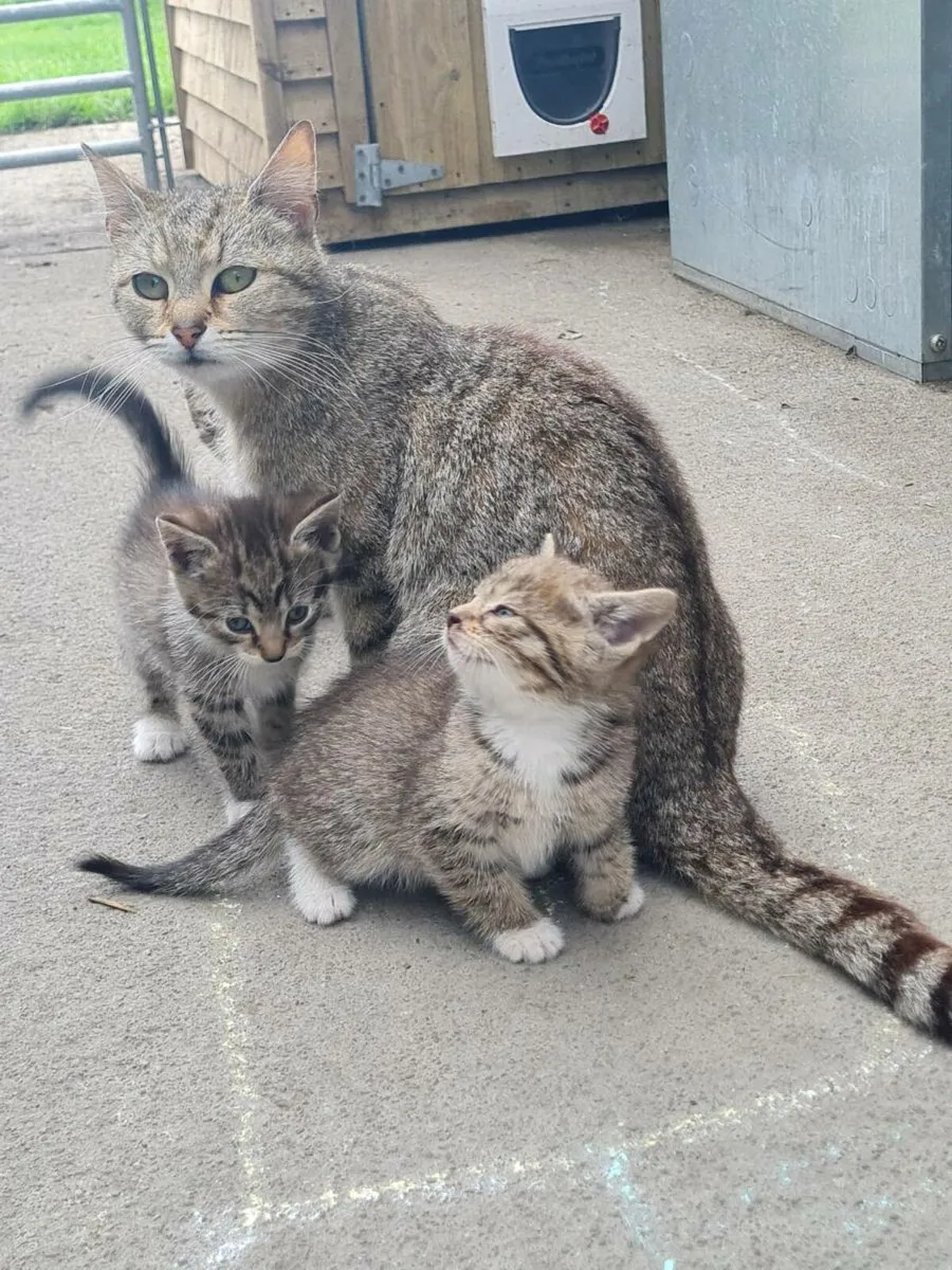 Kittens - Image 1