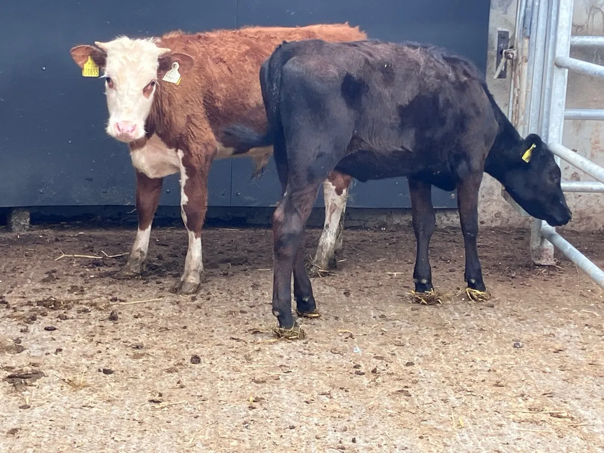 2 bucket feed Weanlings for sale @€645 - Image 1