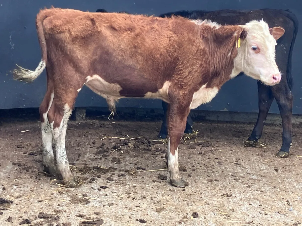 2 bucket feed Weanlings for sale @€645 - Image 4