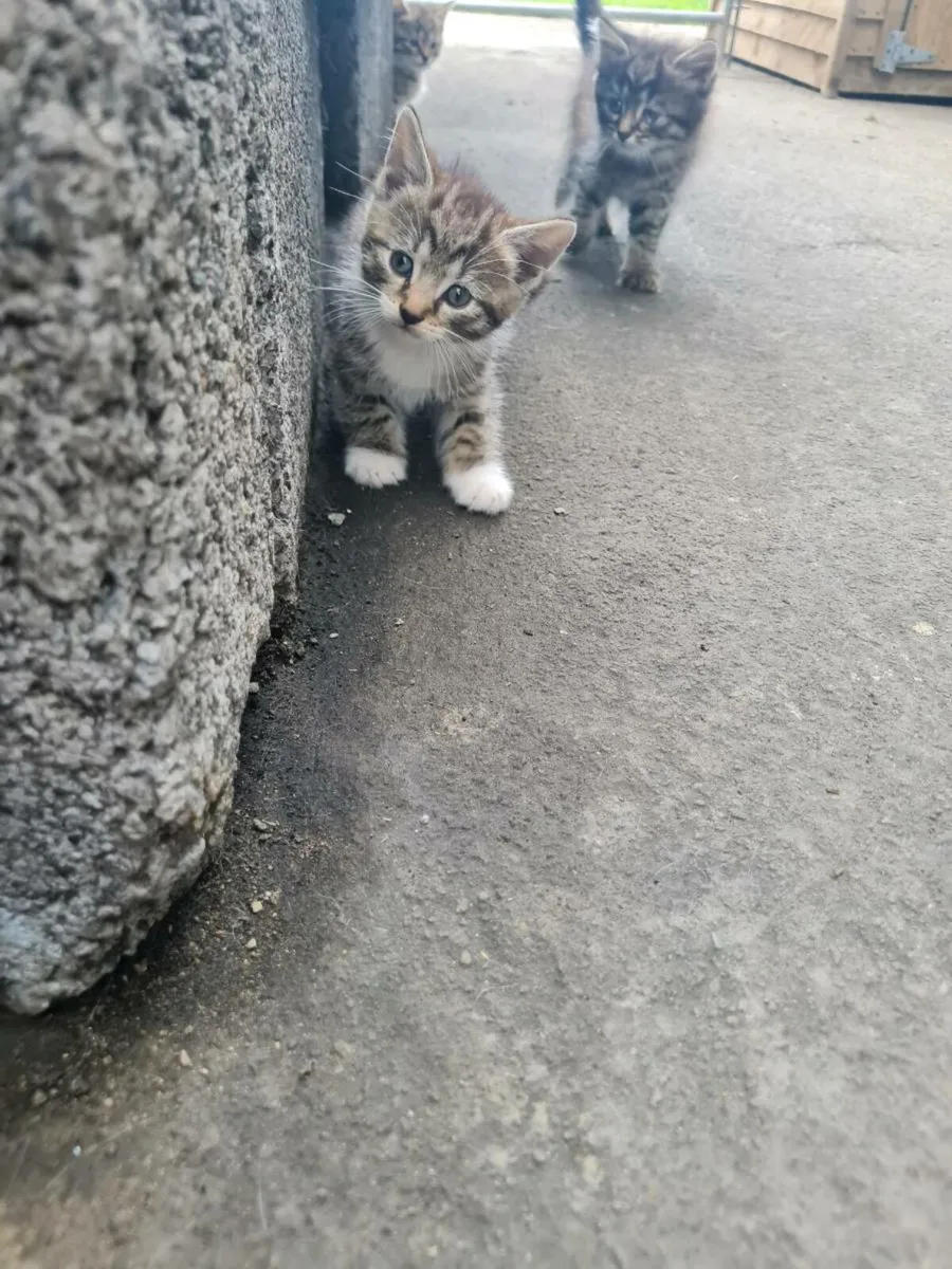 Kittens - Image 2