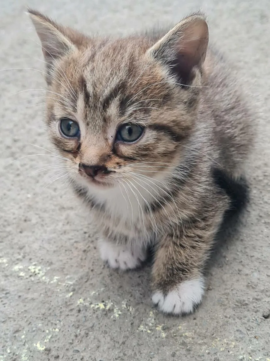 Kittens - Image 3