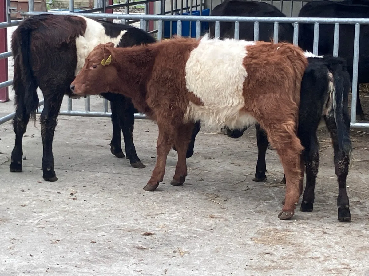4 suckler bred belted Galloway Weanling heifers fo - Image 2