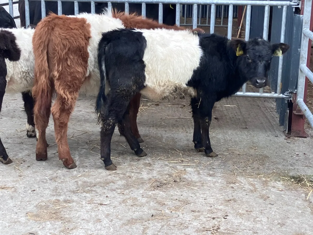 4 suckler bred belted Galloway Weanling heifers fo - Image 3
