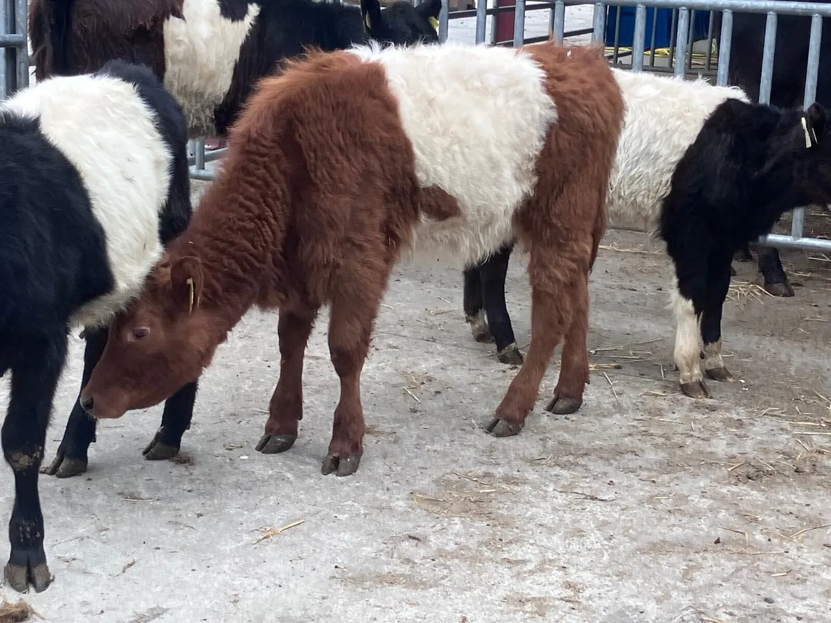 4 suckler bred belted Galloway Weanling heifers fo - Image 4