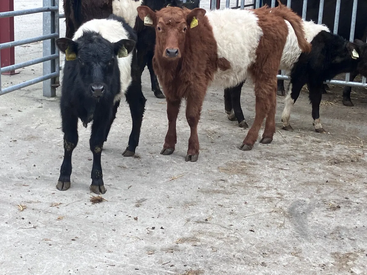 4 suckler bred belted Galloway Weanling heifers fo - Image 1