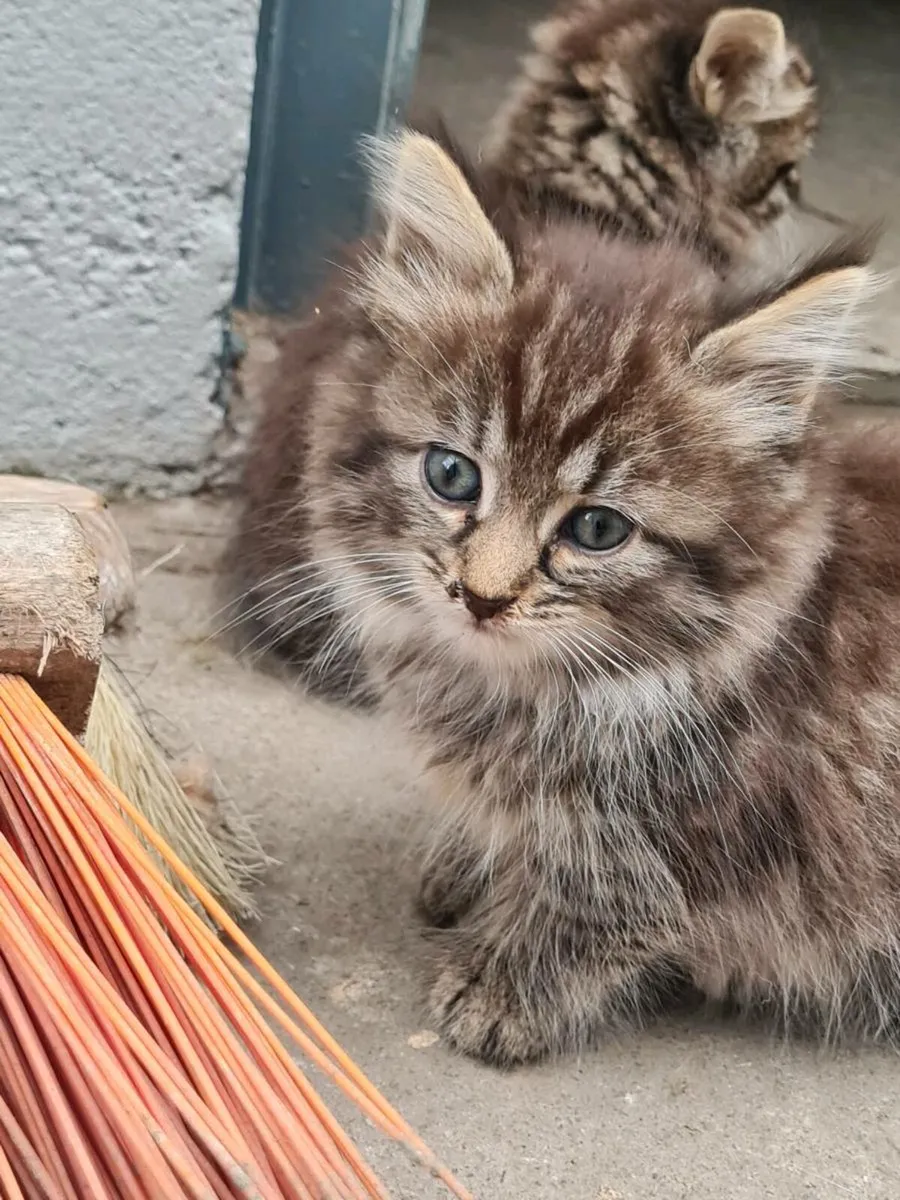 Kittens - Image 4