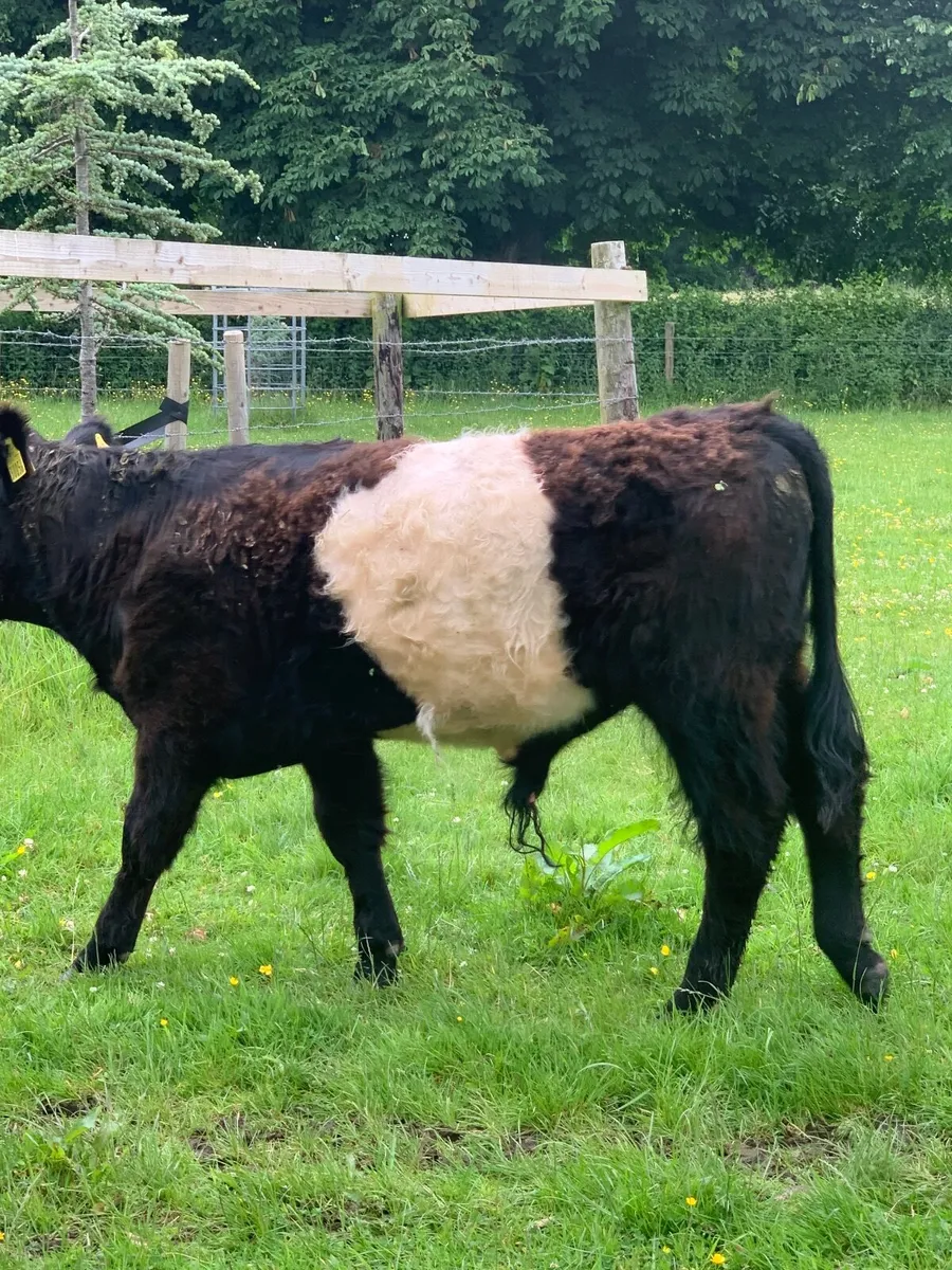 Organic Belted Galloway Bull - Image 2