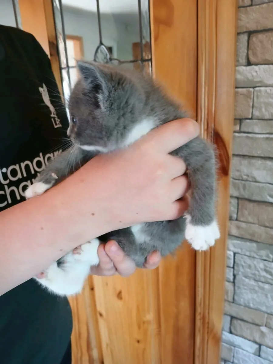 Ragdoll.x Scottish fold kittens - Image 4
