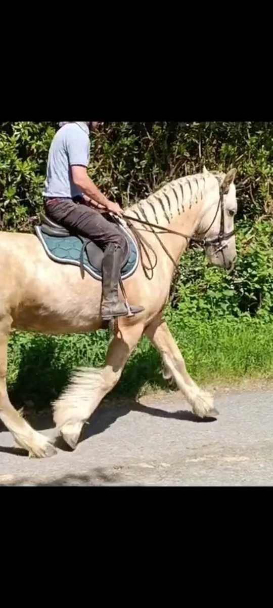 4 year old gelding - Image 2