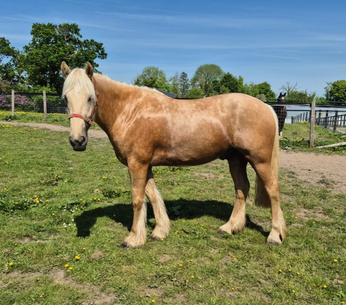 4 year old gelding - Image 1