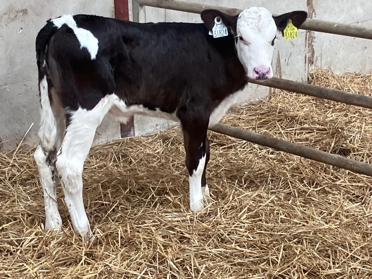 6 week old Simmental heifer calf for sale - Image 1