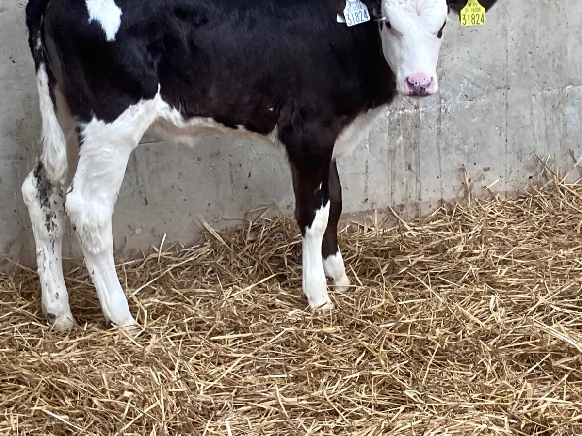 6 week old Simmental heifer calf for sale - Image 3