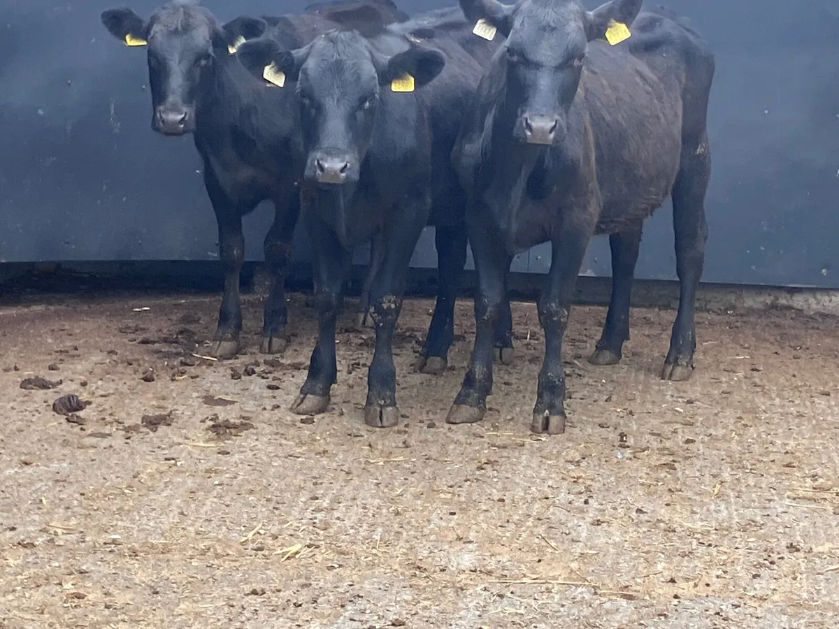 3 Angus heifers for sale - Image 1
