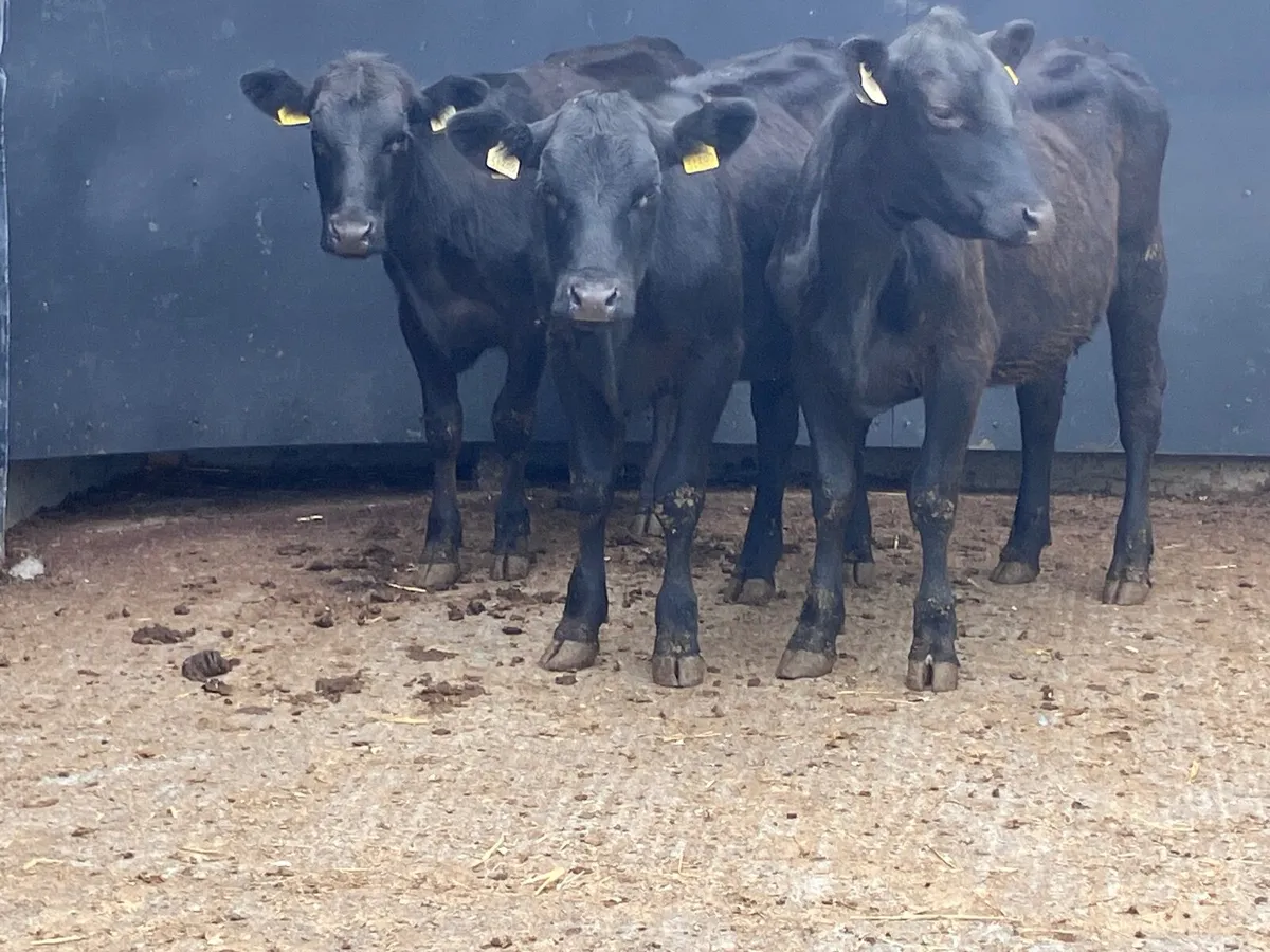 3 Angus heifers for sale - Image 3