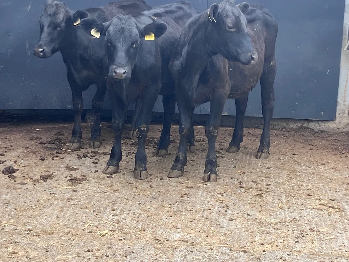3 Angus heifers for sale - Image 4