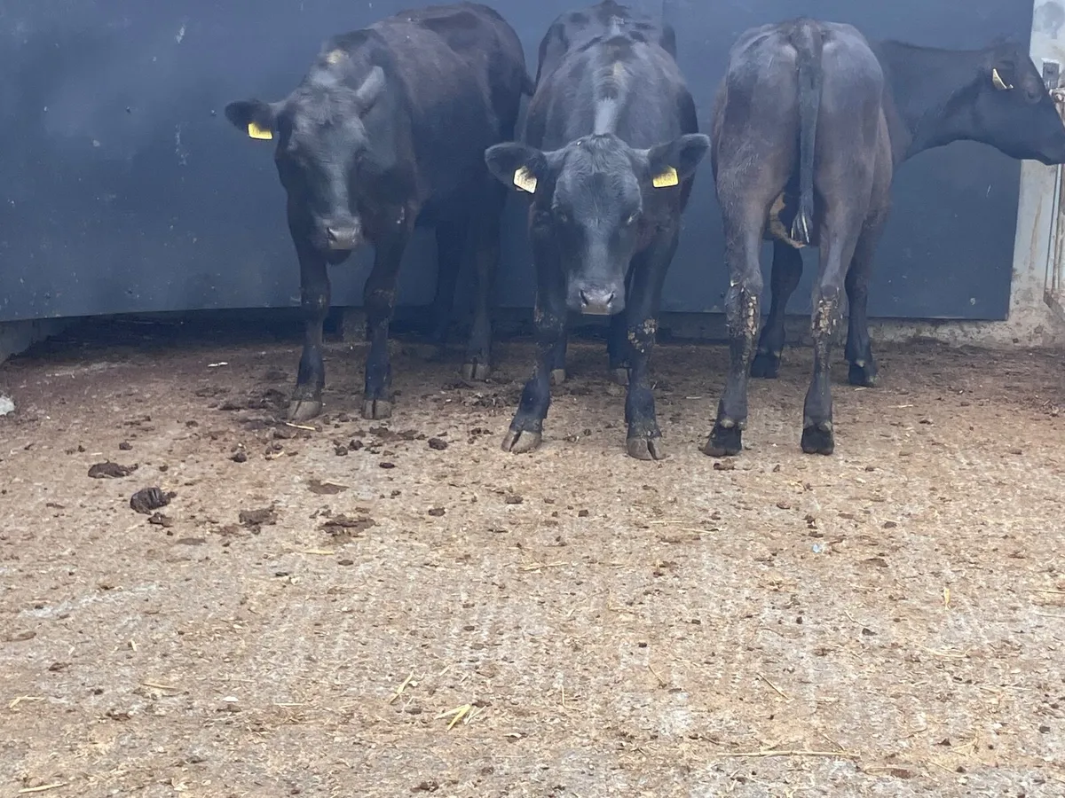 3 Angus heifers for sale - Image 2