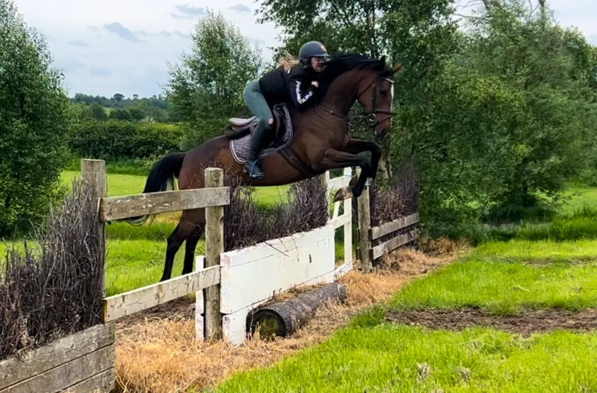 6 year old 15.2/3 Mare - Image 1
