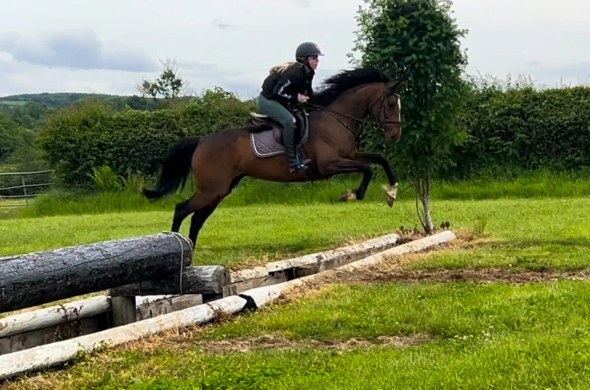 6 year old 15.2/3 Mare - Image 2