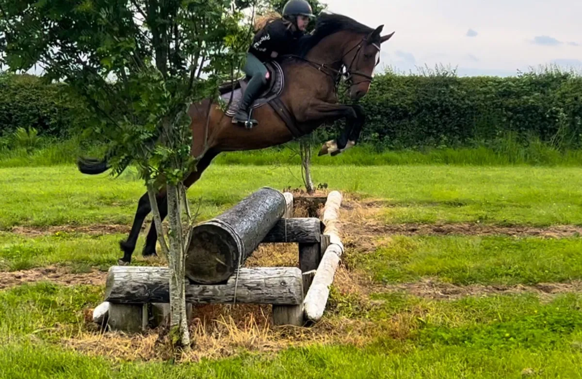 6 year old 15.2/3 Mare - Image 3
