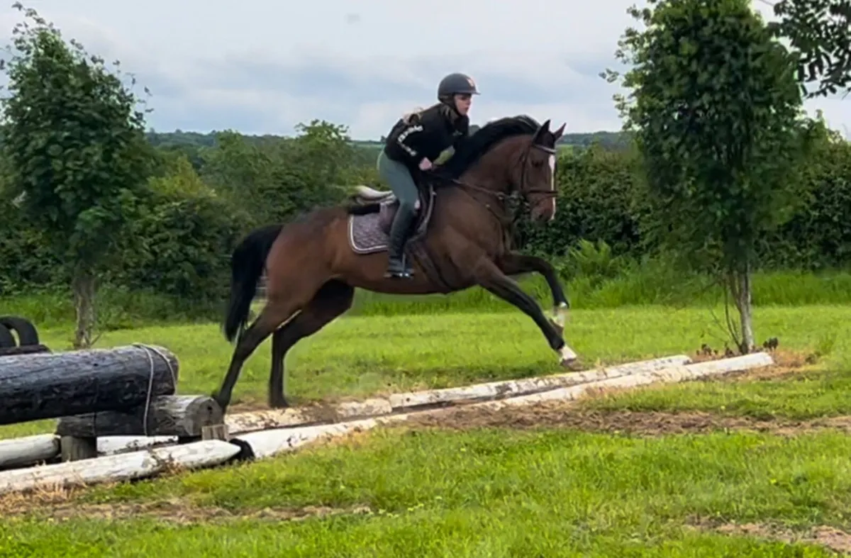 6 year old 15.2/3 Mare - Image 4