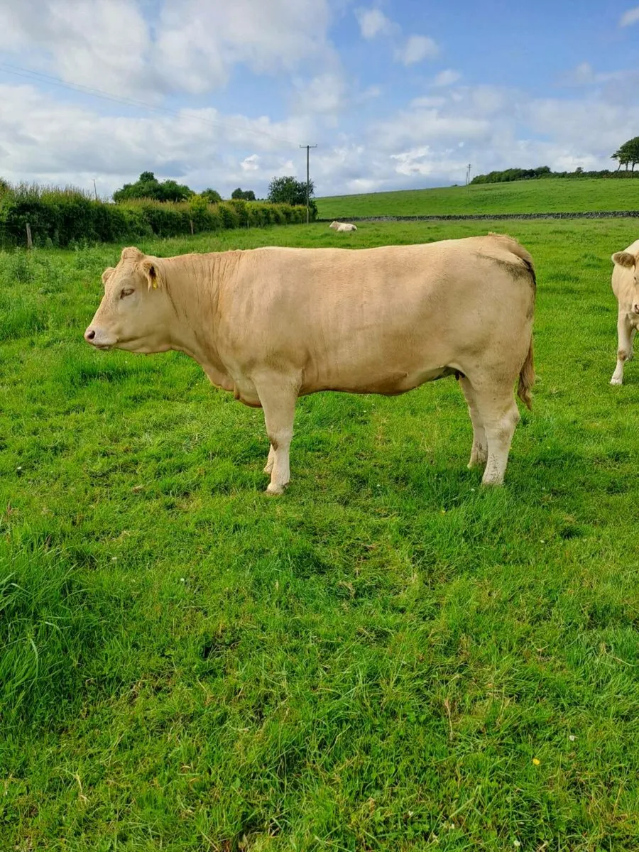 Breeding Heifers - Image 1