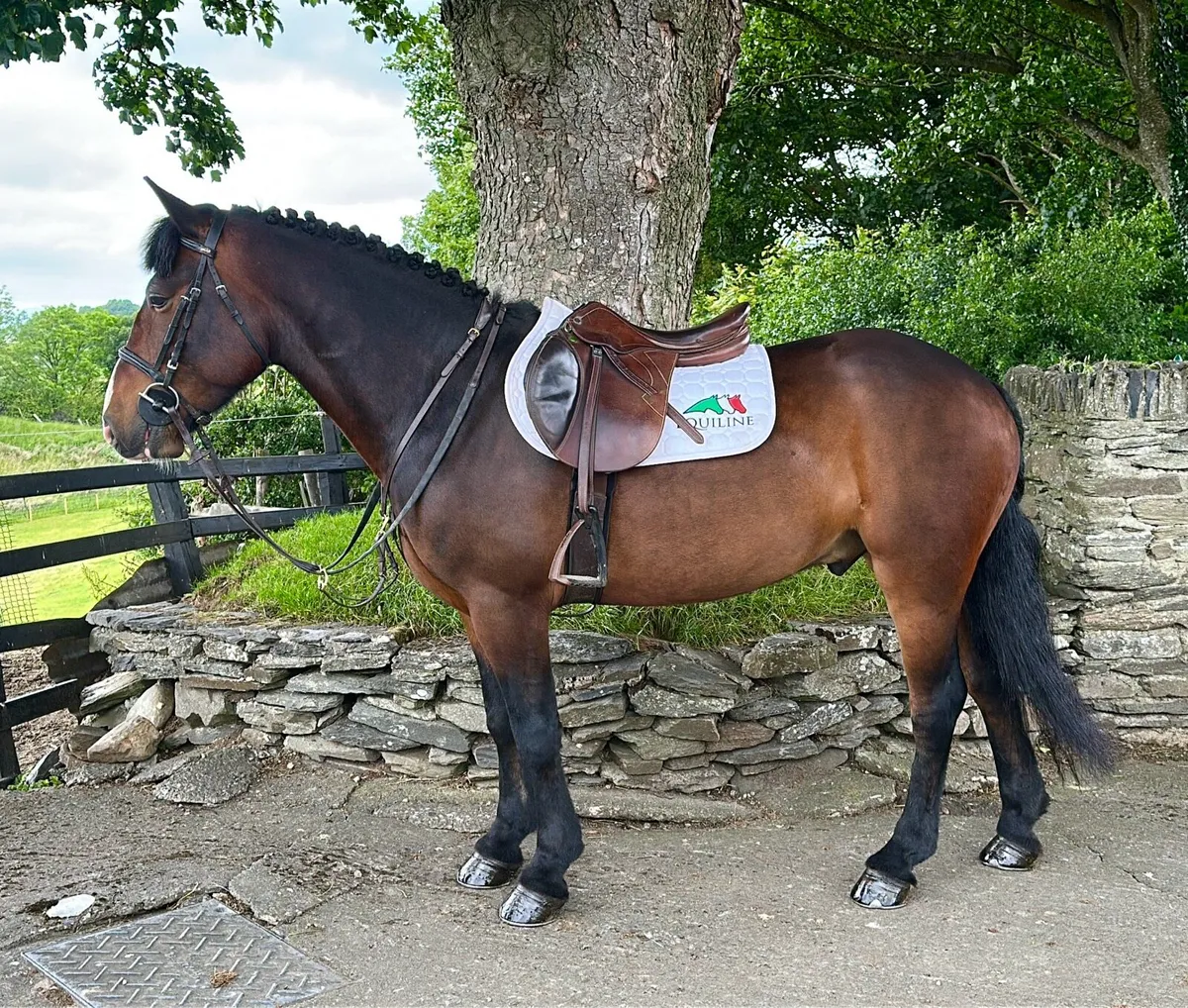 14.1/2 5 yr old gelding - Image 1