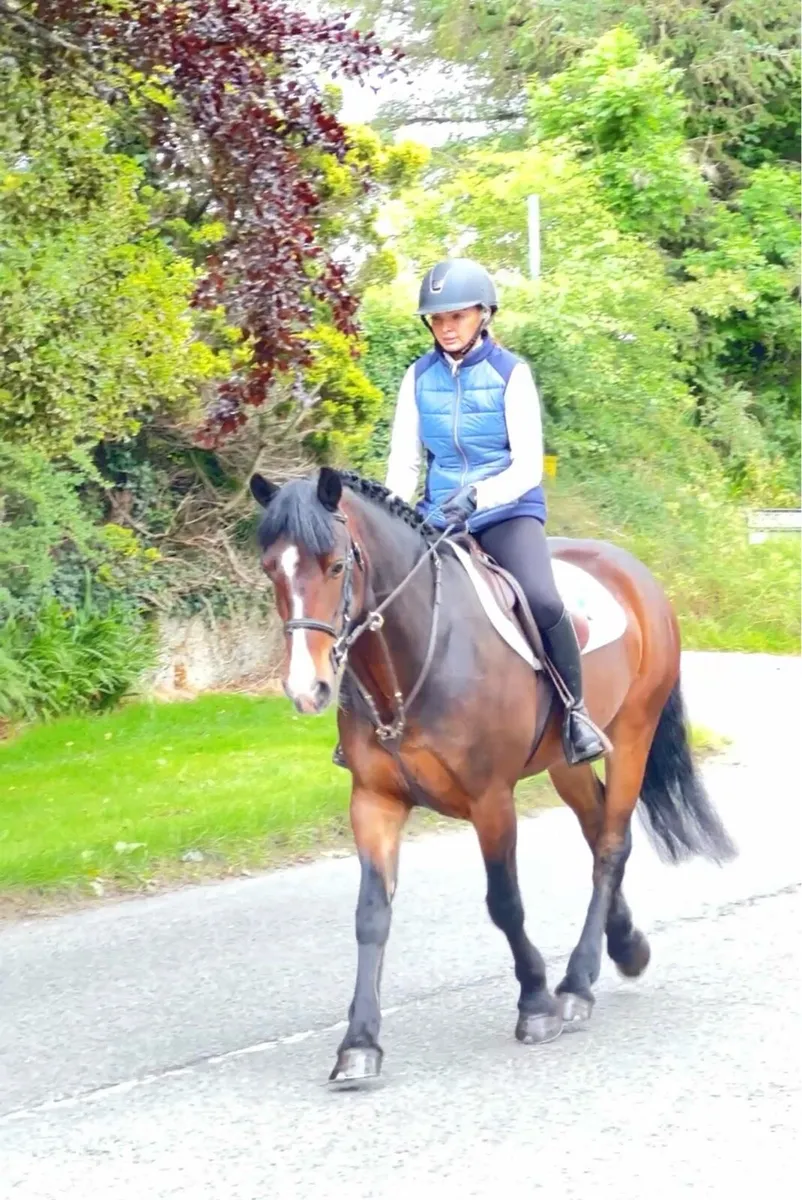 14.1/2 5 yr old gelding - Image 3