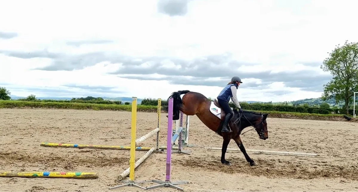 14.1/2 5 yr old gelding - Image 4