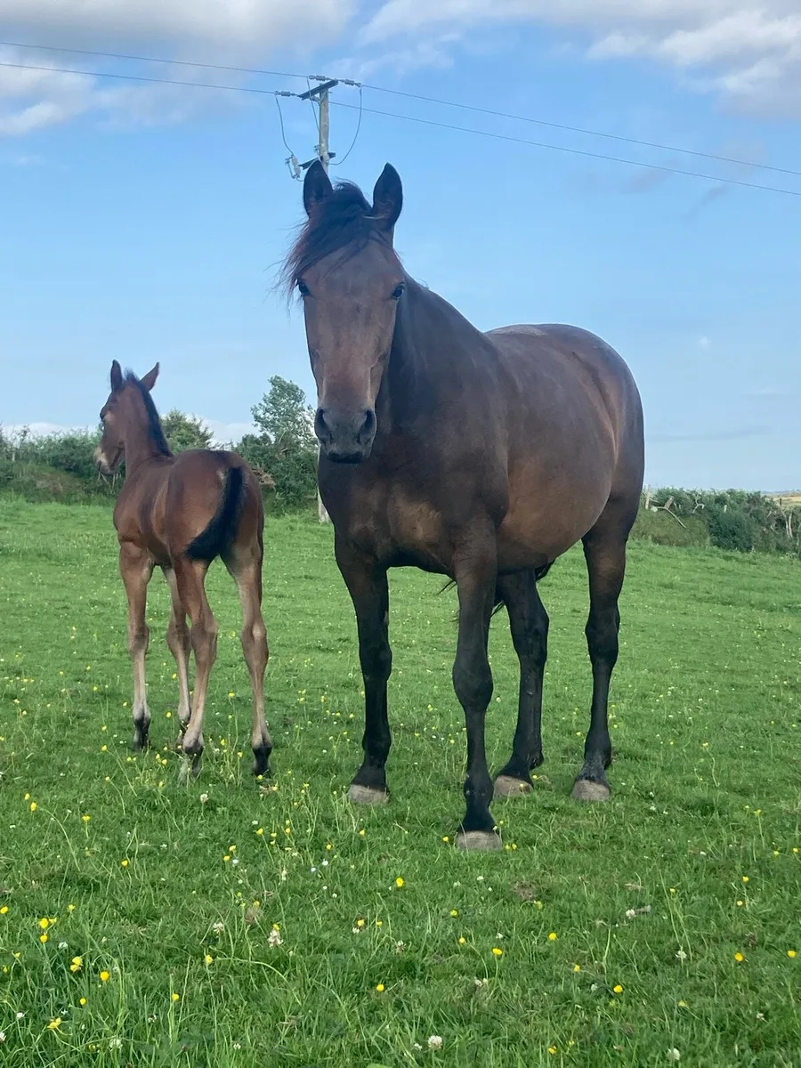 5 year old mare - Image 1