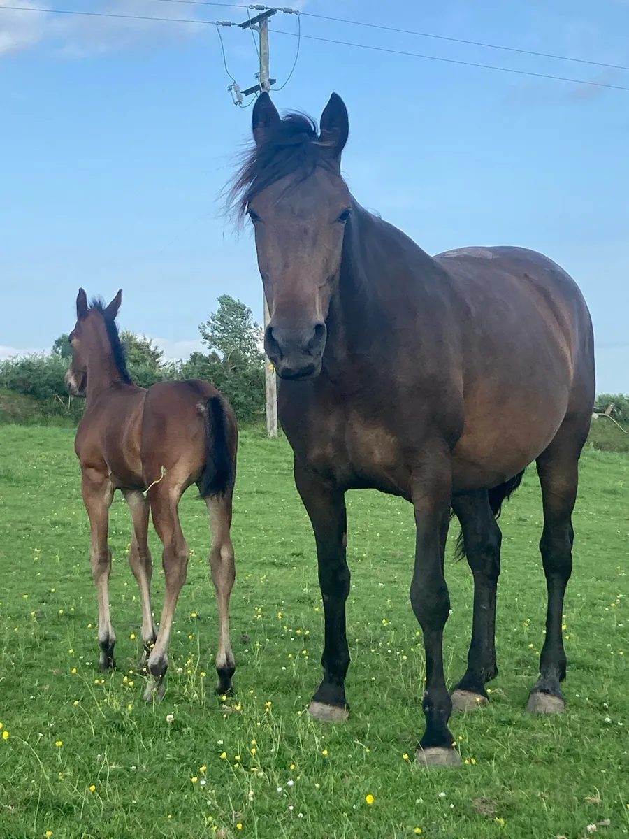 5 year old mare - Image 2