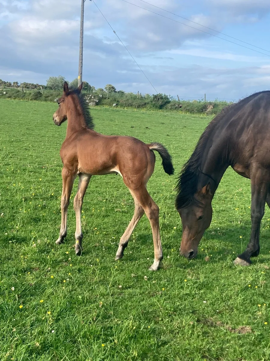 5 year old mare - Image 3