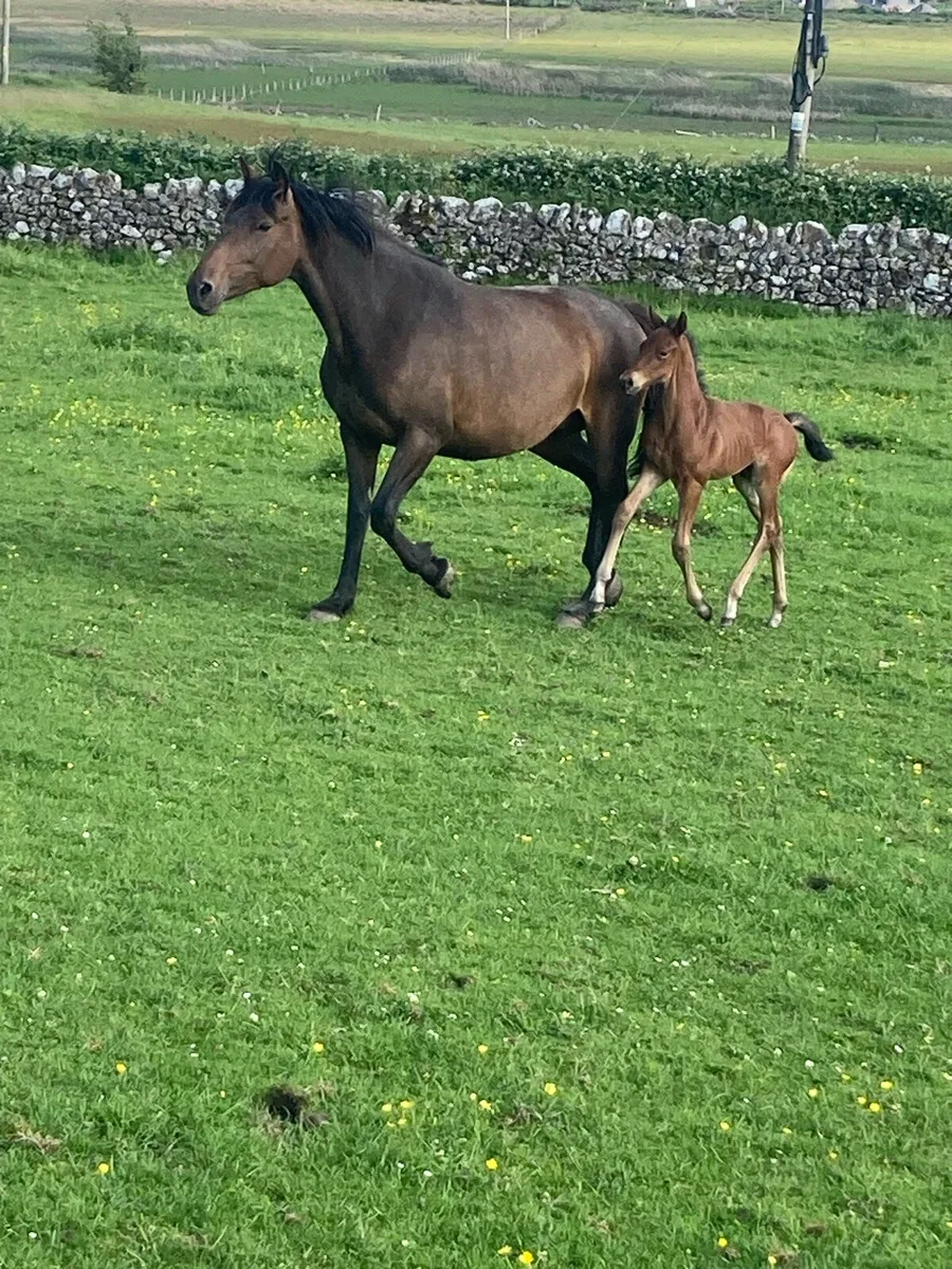 5 year old mare - Image 4