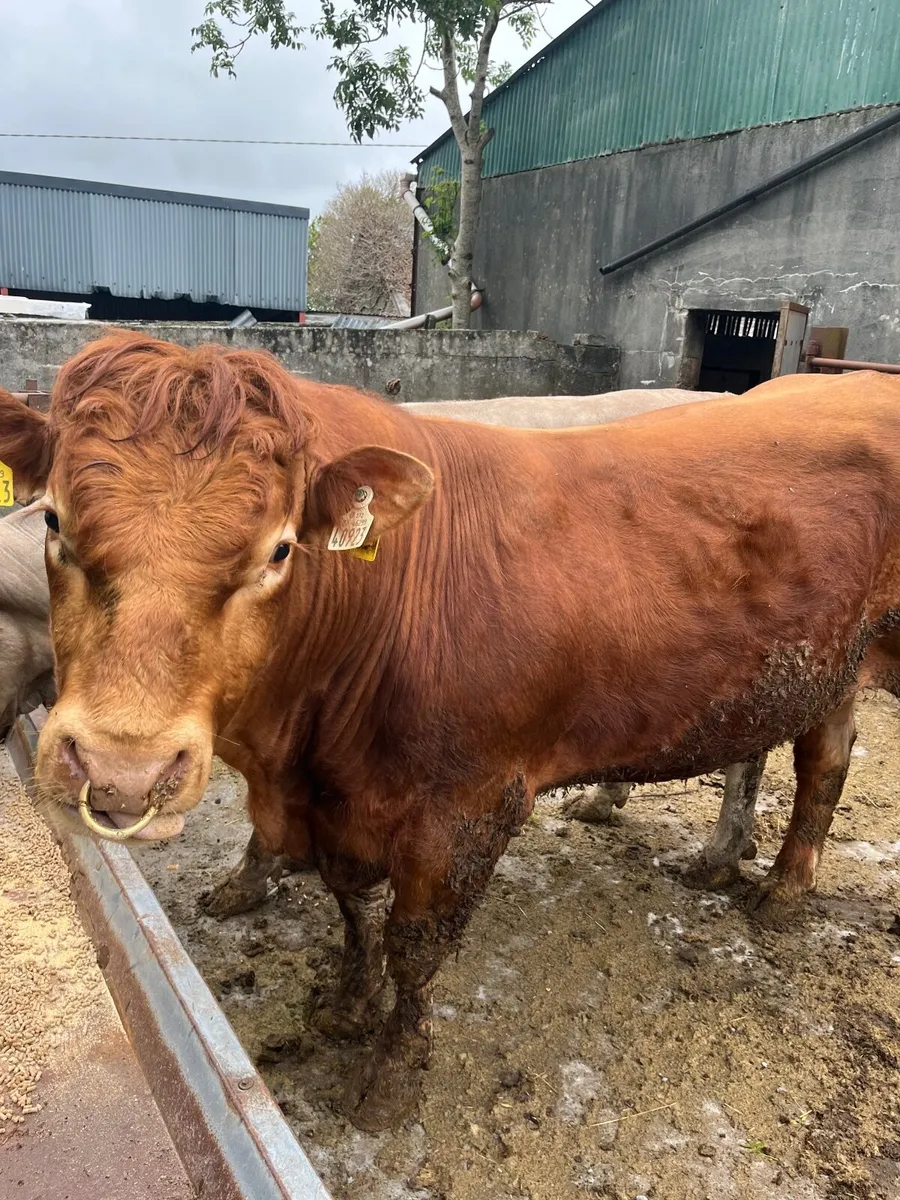 Bull - Image 1