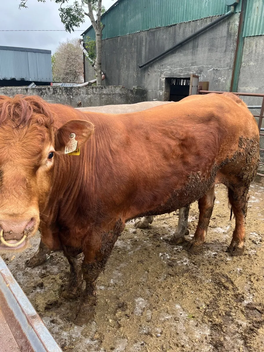 Bull - Image 2